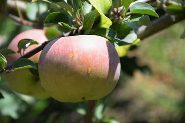 Apple, 'Fuji'