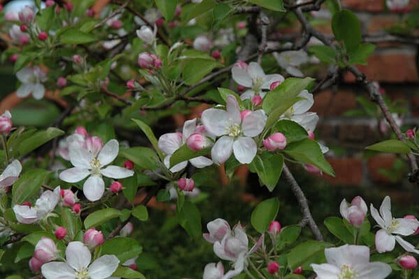 Apple, 'Golden Delicious' - Image 2