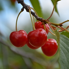 Cherry, 'Montmorency'