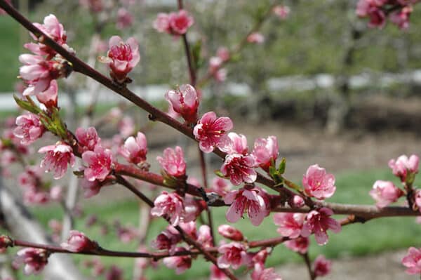 Peach, 'Dwarf Reliance' - Image 2