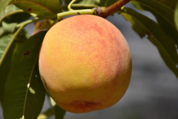 Peach, 'Dwarf Reliance'