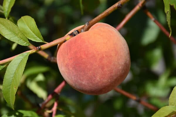 Peach, 'Red Haven'