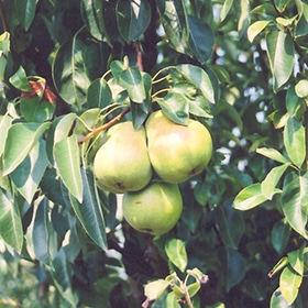 Pear, 'Bartlett'