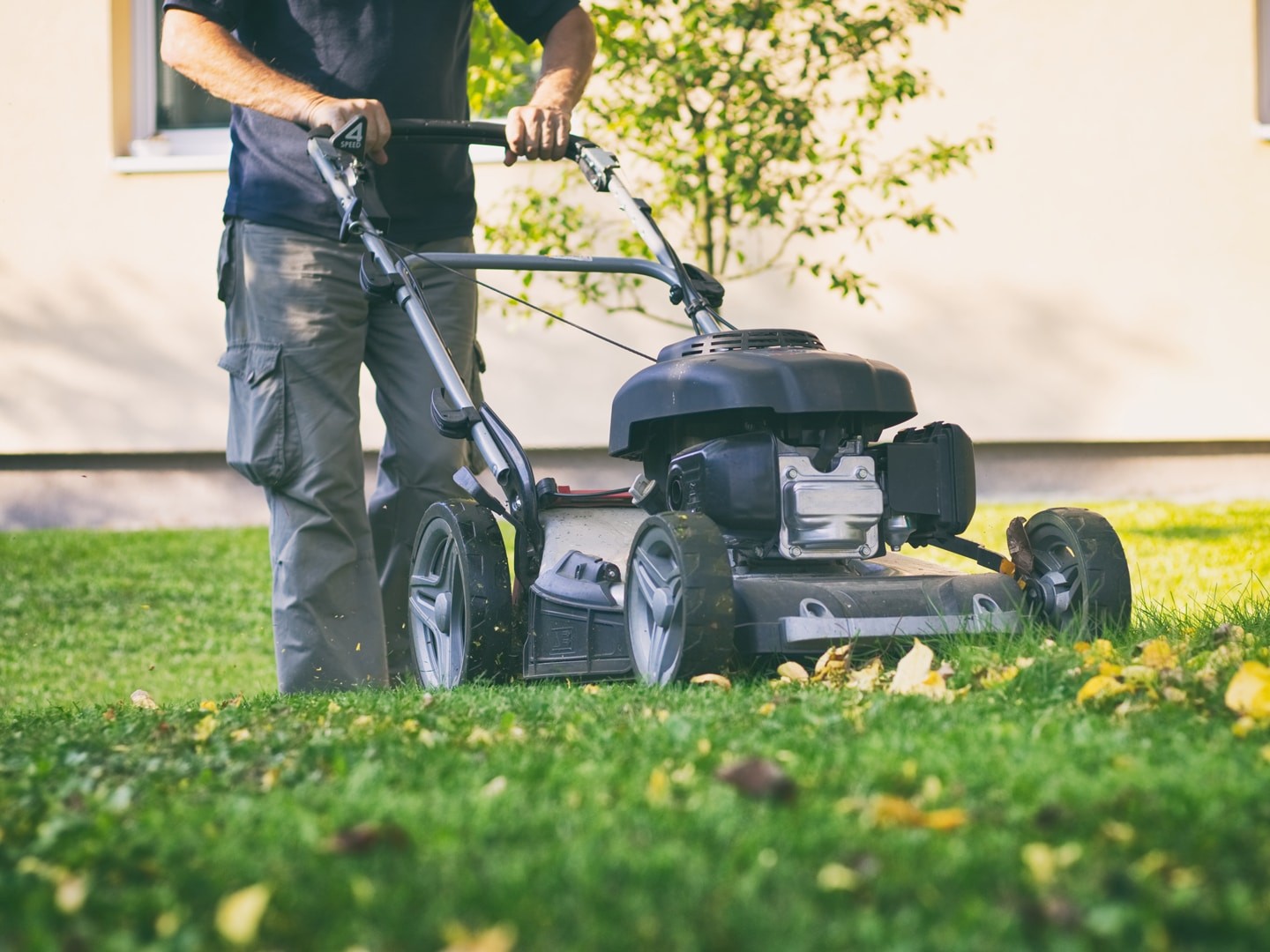 Lawn