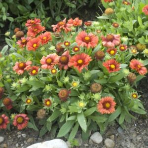 'Arizona Red Shades' Blanket Flower #1
