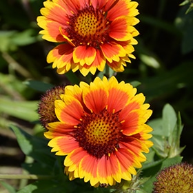 'Arizona Sun' Blanket Flower