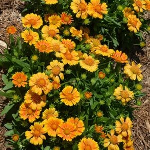 'Mango' Blanket Flower