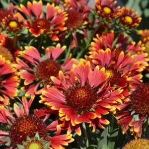 'Orange Halo' Blanket Flower