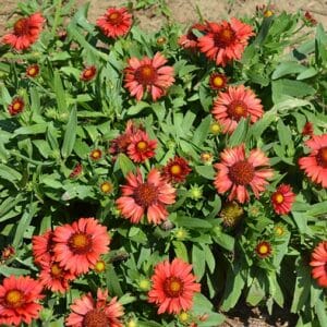 'Red' Blanket Flower