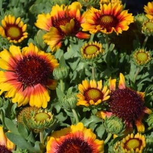 'Red Starburst' Blanket Flower