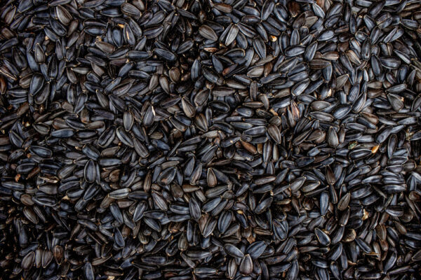 Black Oil Sunflower Seed, 10lb - Image 2