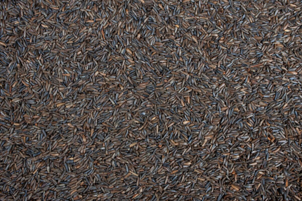 Wild Bird Nyjer Seed, 10lb - Image 2