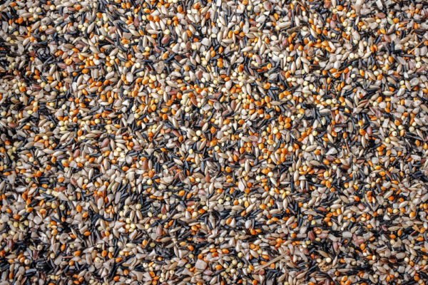 Finch Mix Bird Seed, 4lb - Image 2
