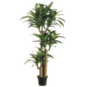Allstate, Tropical Dracaena 5'