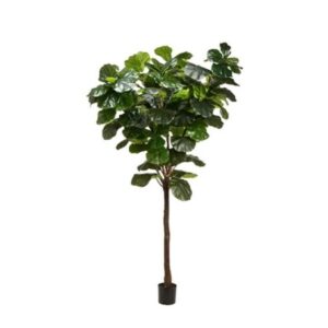 Allstate, Eva Fiddle Tree 9'