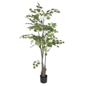 Allstate, Eucalyptus Tree 5'