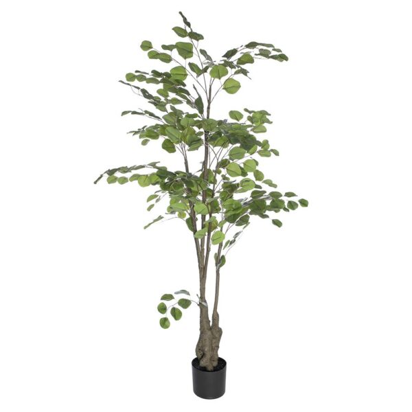 Allstate, Eucalyptus Tree 5'