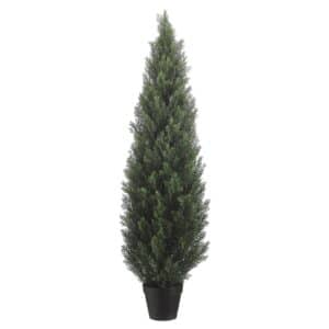 Cedar Topiary in Pot, 60"