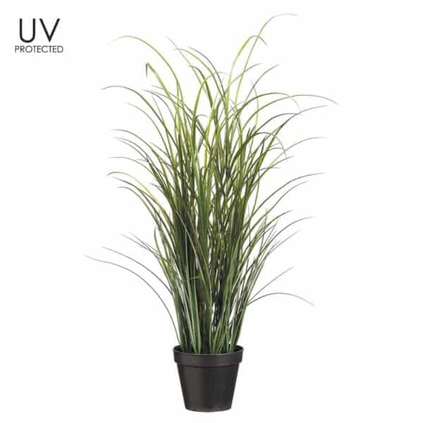 Tall Grass, 36"