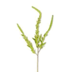 Bright Green Amaranthus Stem