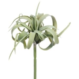 Air Plant Stem, Curly, 8"