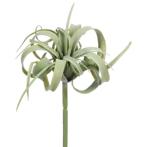 Air Plant Stem, Curly, 8"