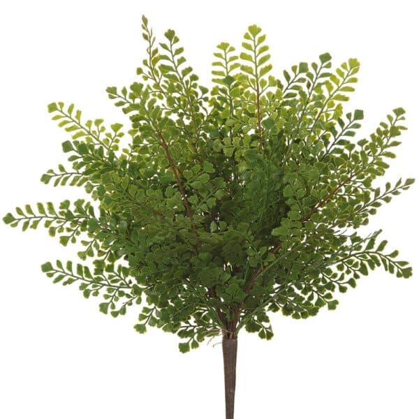 Maidenhair Bush, 18"