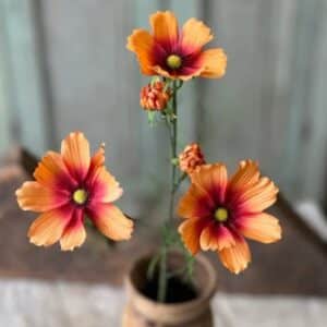 Cockle Cosmos Stem, Orange