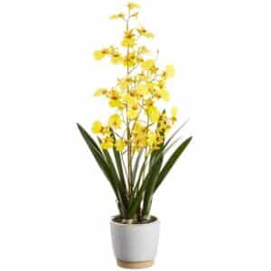 Yellow Oncidium Orchid in Pot