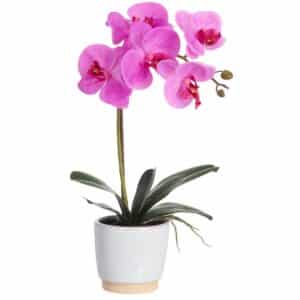 Fuschia Phalaenopsis Orchid in Pot