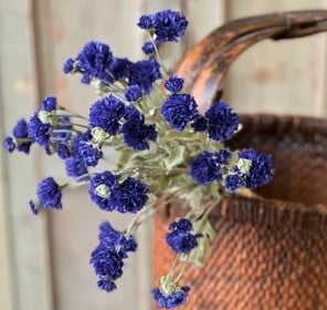 Bachelor Button Stem, Sapphire