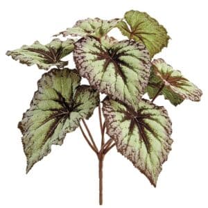 Begonia Leaf Bush, 9"