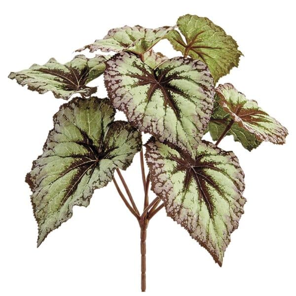 Begonia Leaf Bush, 9"