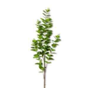 Lt Grn Eucalyptus Stem