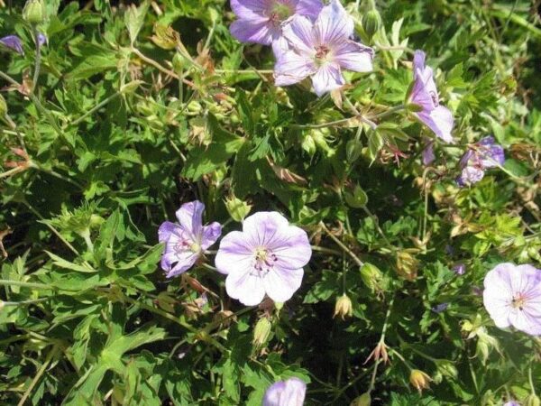'Azure Rush' Geranium