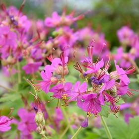 Bevan's Bigroot Geranium #1