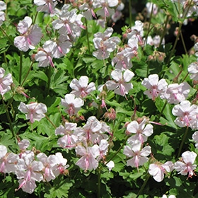 'Biokovo' Geranium