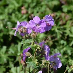 'Karmina' Geranium