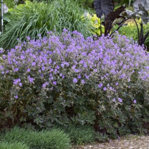 'Boom Chocolatta' Geranium