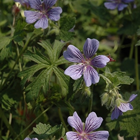 'Brookside' Geranium #1