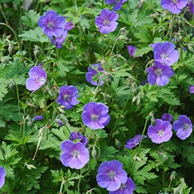 'Johnson's Blue' Geranium #1