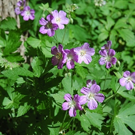 Spotted Geranium