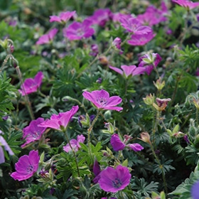 'Max Frei Geranium