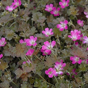 'Orkney Cherry' Geranium 1