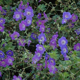 'Rozanne' Geranium #1