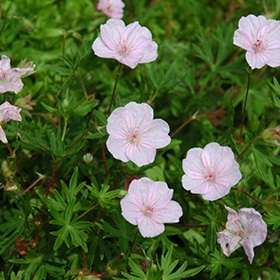 Lancastriense Geranium