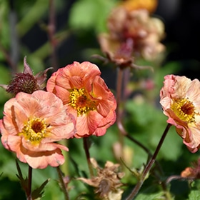 'Alabama Slammer' Geum