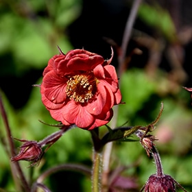 'Flames Of Passion' Geum