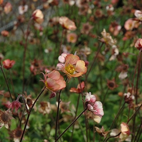 'Mai Tai' Geum