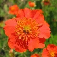 'Sangria' Geum